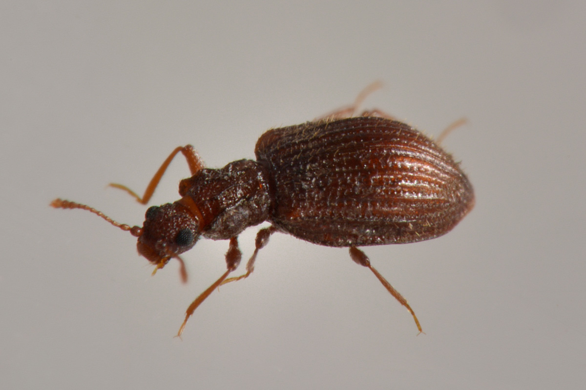 Latridiidae: Stephostethus sp?  S, S. angusticollis e Latridius minutus (cfr.)